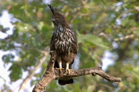 Changeable Hawk Eagle (Spizaetus cirrhatus), Kanha Madhya Pradesh, India Stock Photos