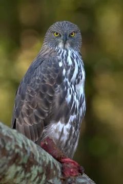 Changeable Hawk Eagle (Spizaetus cirrhatus), Kanha Madhya Pradesh, India Stock Photos