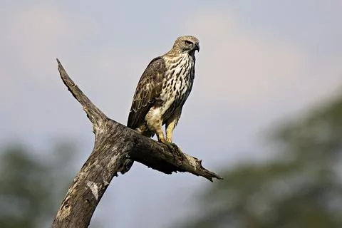 Changeable Hawk-Eagle (Spizaetus cirrhatus), at Kaziranga National Park, As.. Stock Photos