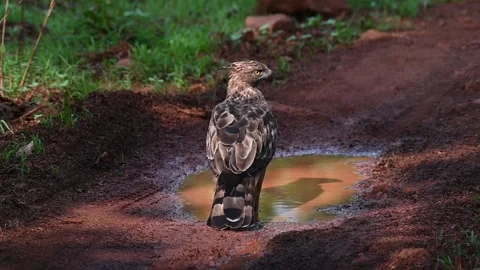 A Changeable hawk-eagle stands by a puddle of water on a forest trail Stock Footage 314065934