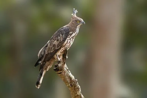 Changeable Hawk-Eagle with Striking Plumage Perched on a Branch in Nature Stock Photos