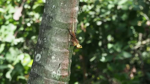 Changeable lizard bobbing its head on a tree trunk Video stock 340643068