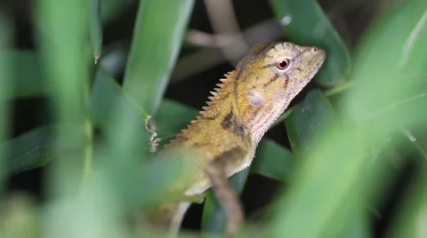 Changeable lizard Calotes versicolor, Thailand Stock Footage 56384292
