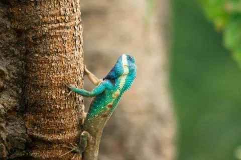 Changeable Lizard, Red-headed Lizard, Indian Garden Lizard. On the tree. Stock Photos
