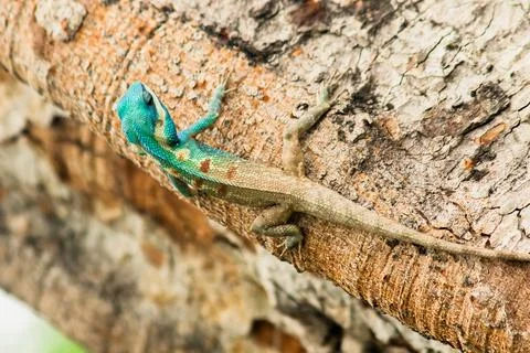 Changeable Lizard, Red-headed Lizard, Indian Garden Lizard. On the tree. Stock Photos