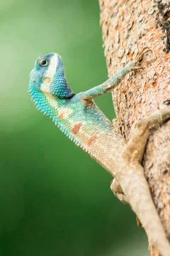 Changeable Lizard, Red-headed Lizard, Indian Garden Lizard. On the tree. Stock Photos