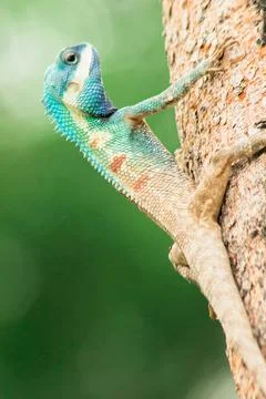 Changeable Lizard, Red-headed Lizard, Indian Garden Lizard. On the tree. Stock Photos