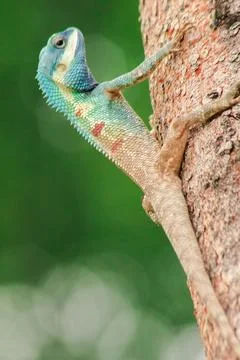 Changeable Lizard, Red-headed Lizard, Indian Garden Lizard. On the tree. Stock Photos