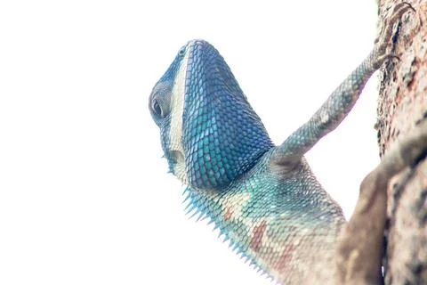 Changeable Lizard, Red-headed Lizard, Indian Garden Lizard. On the tree. Stock Photos