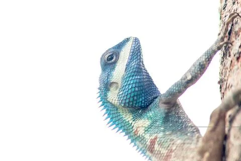 Changeable Lizard, Red-headed Lizard, Indian Garden Lizard. On the tree. Stock Photos