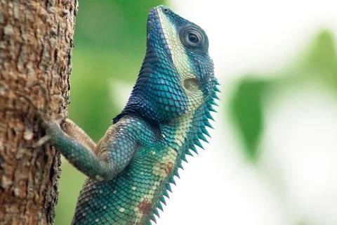 Changeable Lizard, Red-headed Lizard, Indian Garden Lizard. On the tree. Stock Photos