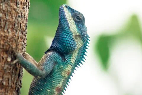 Changeable Lizard, Red-headed Lizard, Indian Garden Lizard. On the tree. Stock Photos