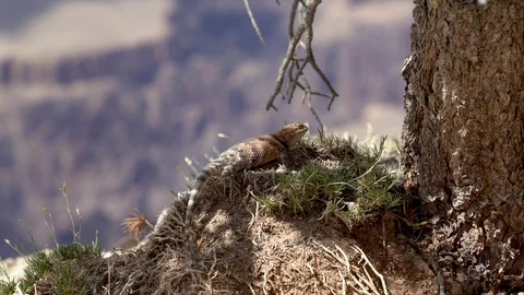 Changeable lizard on the rock against dirt ground Stock Footage 103533174