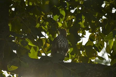 Changeable or crested hawk eagle perched on branch in backlight at jim corbett Stock Photos