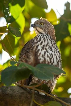Changeable or crested hawk eagle portrait perched on tree in natural green Stock Photos