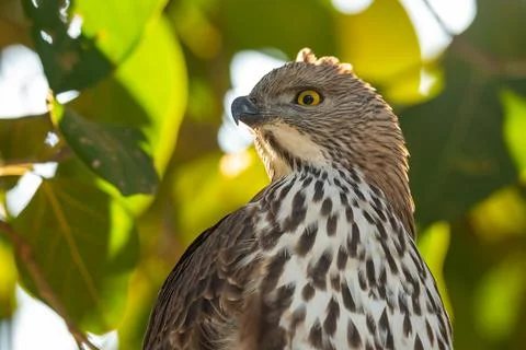 Changeable or crested hawk eagle portrait perched on tree in natural green Stock Photos