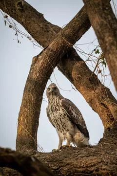 Changeable or crested hawk eagle portrait with eye contact perched on tree Stock Photos