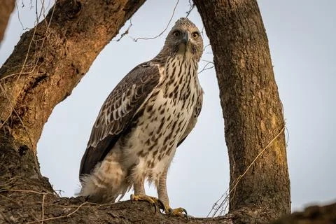 Changeable or crested hawk eagle portrait with eye contact perched on tree Stock Photos