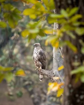 Changeable or crested hawk eagle portrait with eye contact perched on tree Stock Photos