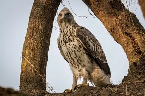 Changeable or crested hawk eagle portrait with eye contact perched on tree Stock Photos