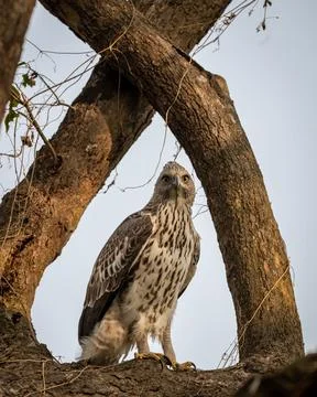 Changeable or crested hawk eagle portrait with eye contact perched on tree Stock Photos