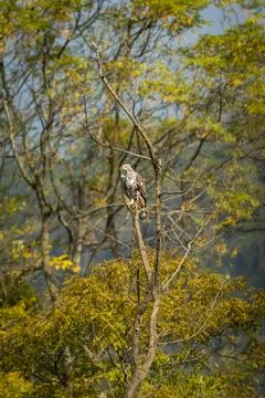 Changeable or crested hawk eagle or nisaetus cirrhatus perched on tree corbett Stock Photos