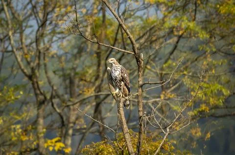 Changeable or crested hawk eagle or nisaetus cirrhatus perched on tree Stock Photos