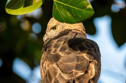 Changeable or crested hawk eagle or nisaetus cirrhatus extreme closeup corbett Stock Photos