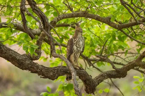 Changeable or crested hawk eagle or nisaetus cirrhatus closeup perched on tree Stock Photos