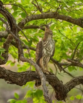 Changeable or crested hawk eagle or nisaetus cirrhatus closeup perched on tree Stock Photos