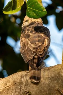 Changeable or crested hawk eagle or nisaetus cirrhatus extreme closeup corbett Stock Photos