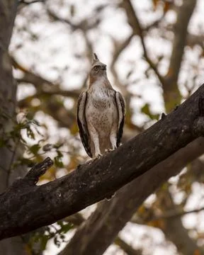 Changeable or crested hawk eagle or nisaetus cirrhatus closeup front profile Stock Photos