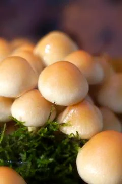 Changeable pholiota - macro Stock Photos