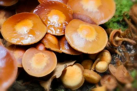 Changeable pholiota Stock Photos