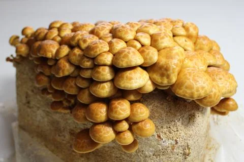Changeable pholiota on a substrate Stock Photos