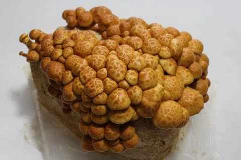 Changeable pholiota on a substrate Foto stock
