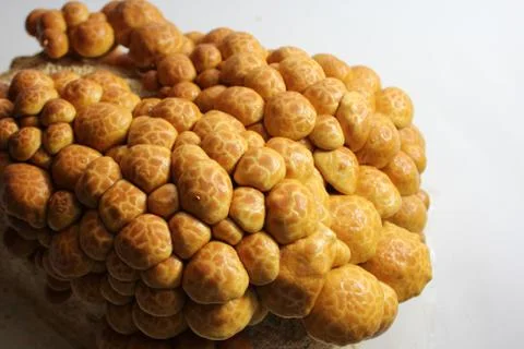 Changeable pholiota on a substrate Stock Photos