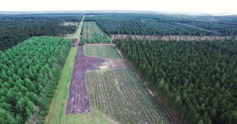 The changes of nature: A forest in different variations 스톡 동영상 65128704