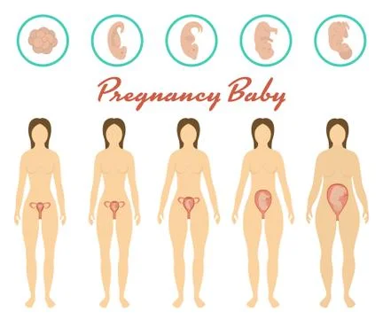 Changes in a womans body in pregnancy Stock Illustration