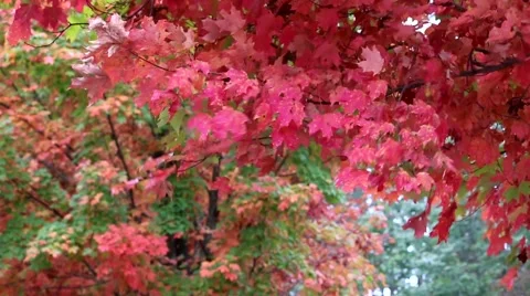 Changing Autumn Leaves Stock Footage 58088162