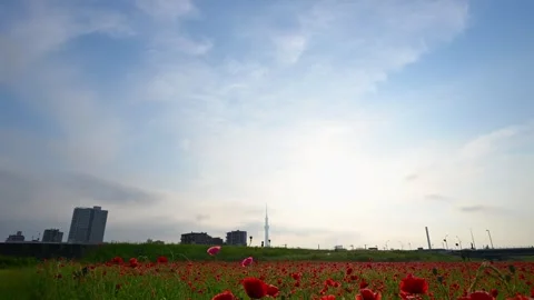 Changing Clouds Above Poppy Field and Tokyo Skytree - Tokyo, Japan Stock Footage 335864605