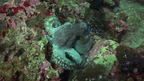 Changing color octopus Stock-Footage 84708681