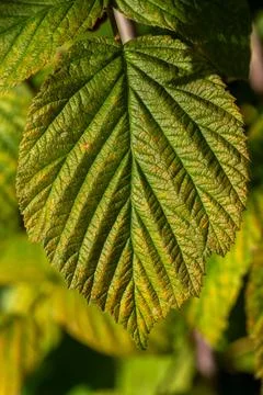Changing colors autumn leaf of a fruit bush slowly yellowing at the edges Foto stock