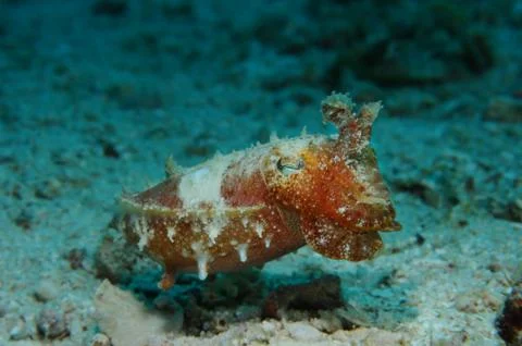 Changing colors cuttlefish Foto stock