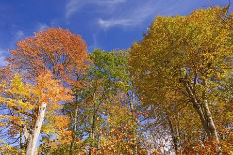 Changing Colors in the Eastern Mountains Stockfoto's
