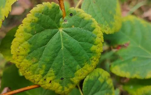 Changing colors of a leaf in autumn Stock Photos