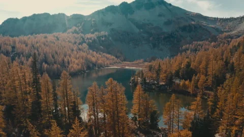 Changing colors in the mountains of Washington State Aerial Shot - Larch Trees Stock Footage 219363822