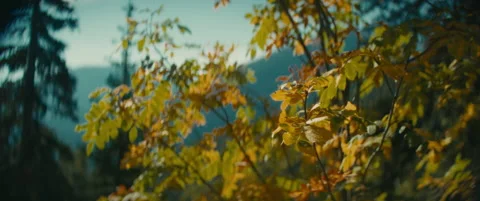 Changing colors in the mountains of Washington State Aerial Shot - Larch Trees Stock Footage 219373596