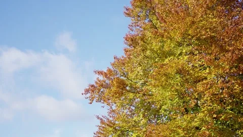 Changing colors under cloudy sky, colorful fall foliage shifts as clouds pass Video stock 321612021