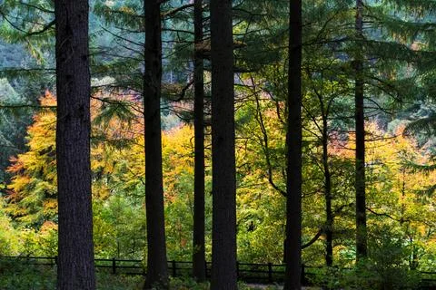 Changing colours of the trees by the Upper Derwent Reservoir Stock Photos